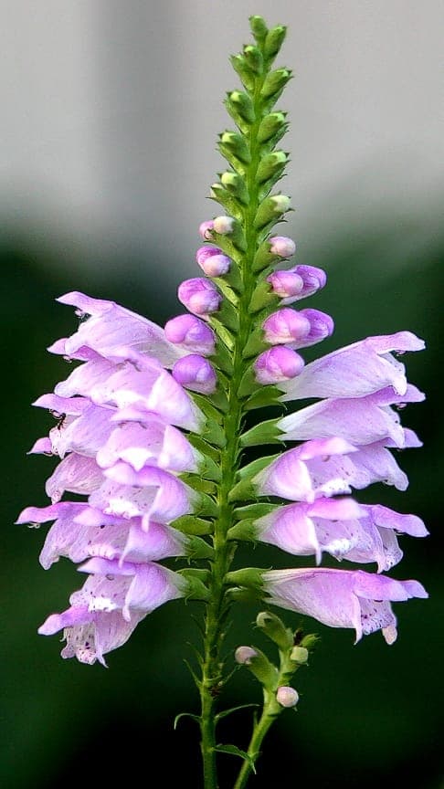 Purpurrote Gartentechnik-Blume mit gruenem Laub
