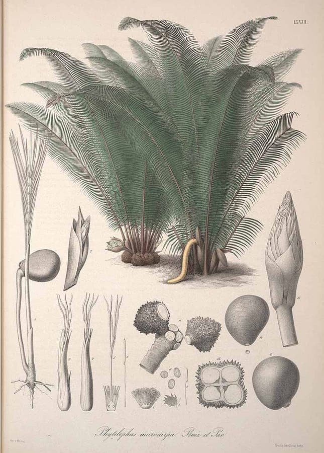 Phytelephas macrocarpa met grote bladen in tropisch setting