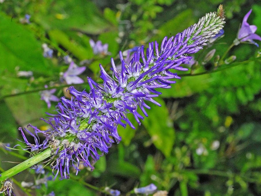 Betonierapunzel met blauwe bloeiwijzen in bergomgeving