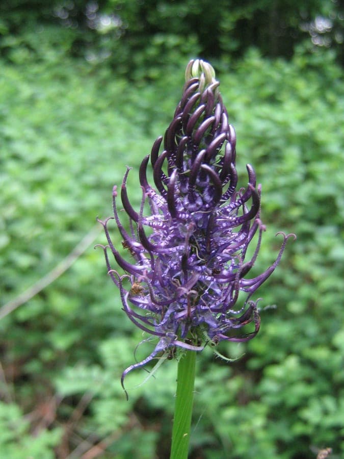 Phyteuma nigrum dark blue spike flowers