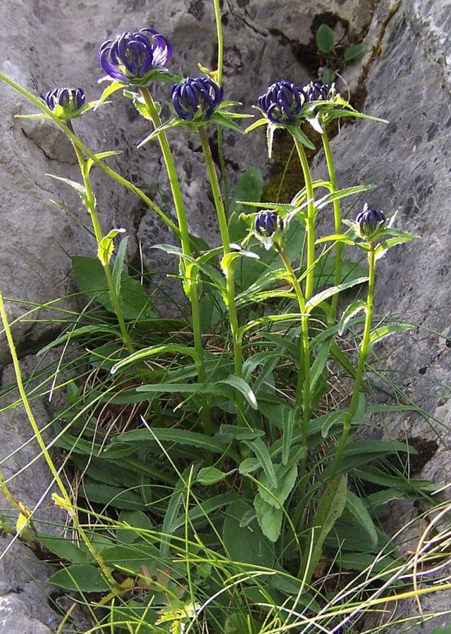 Phyteuma orbiculare ronde blauwe bloeiwijze