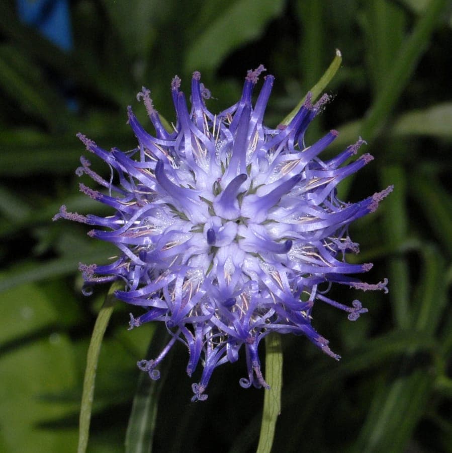 Blauviolette Blutenstande der Scheuchzer-Teufelskralle (Phyteuma scheuchzeri)