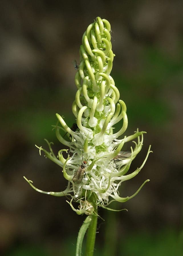 Phyteuma spicatum witte spitse bloeiwijze
