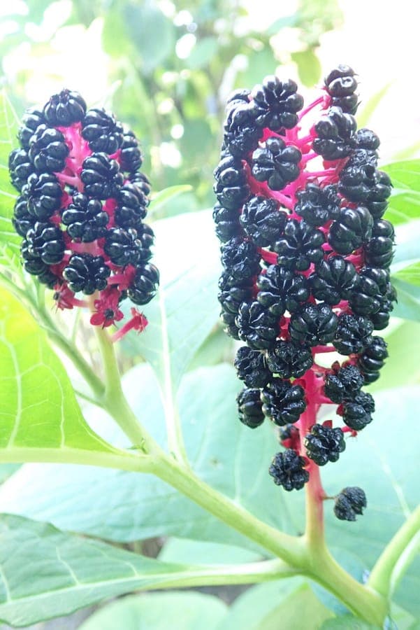 Phytolaque d'Asie avec des baies noires mures