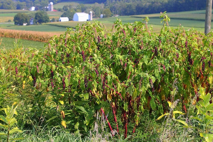 Baies violettes-noires profonde de Phytolacca americana