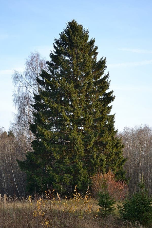 Common spruce in a winter garden with snow