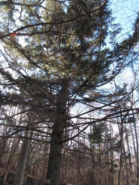 Picea alcoquiana in natürlicher Umgebung mit silbriggrauer Rinde und aufsteigenden Ästen