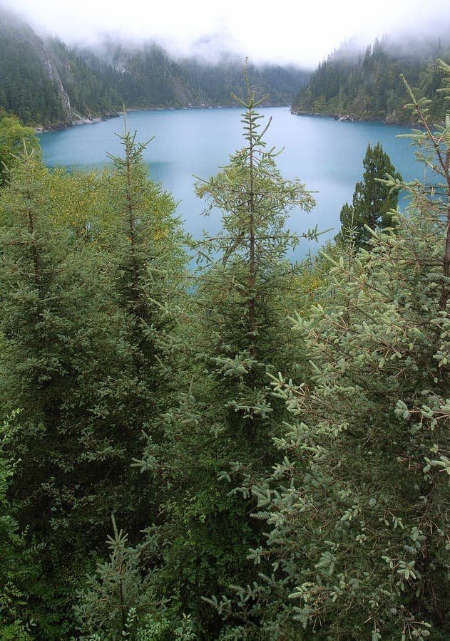 Rauhe Fichte waechst in Berglandschaft