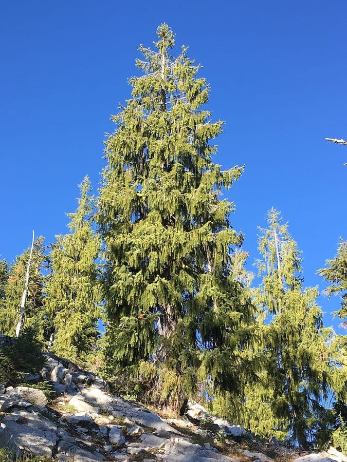 Brewer Spruce displaying characteristic graceful drooping branches and fine needles