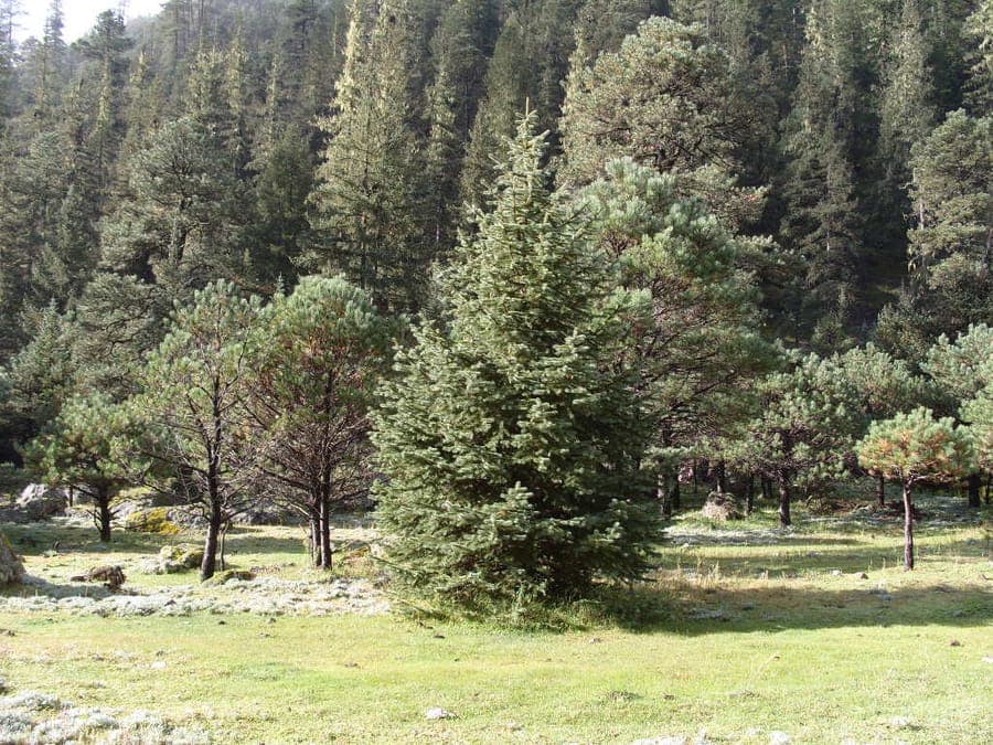 Picea chihuahuana - Chihuahua-Fichte