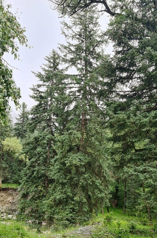 Picea crassifolia conifere en hiver
