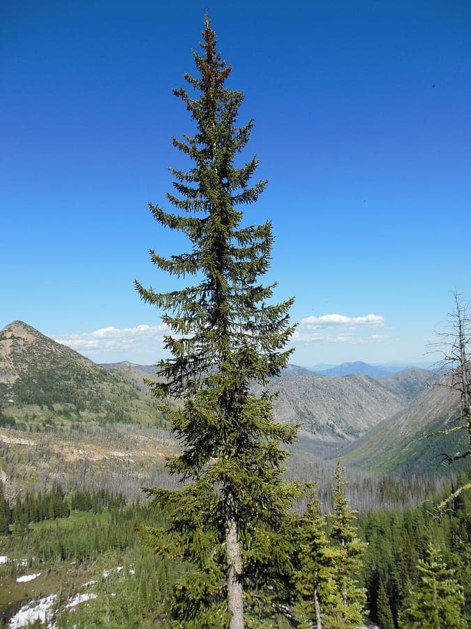 Épinette d'Engelmann dans un environnement alpin avec des aiguilles bleutées et des cônes matures