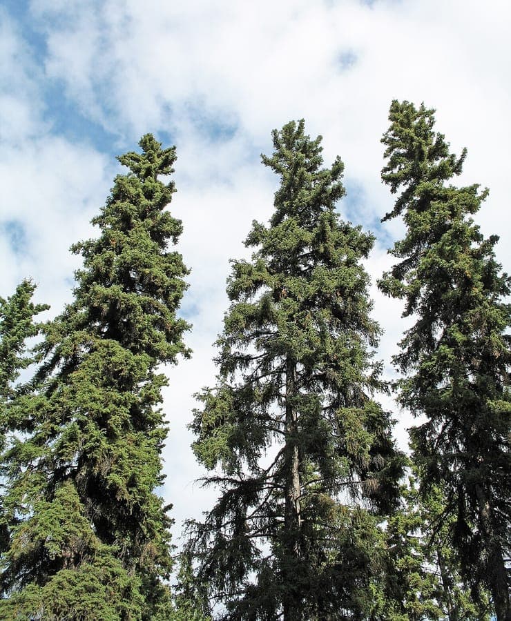 Western white spruce (Picea glauca) standing tall in a winter garden with frost-covered needles and upright form
