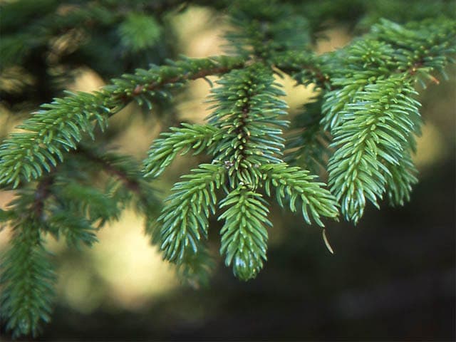 kegels van Picea glehnii