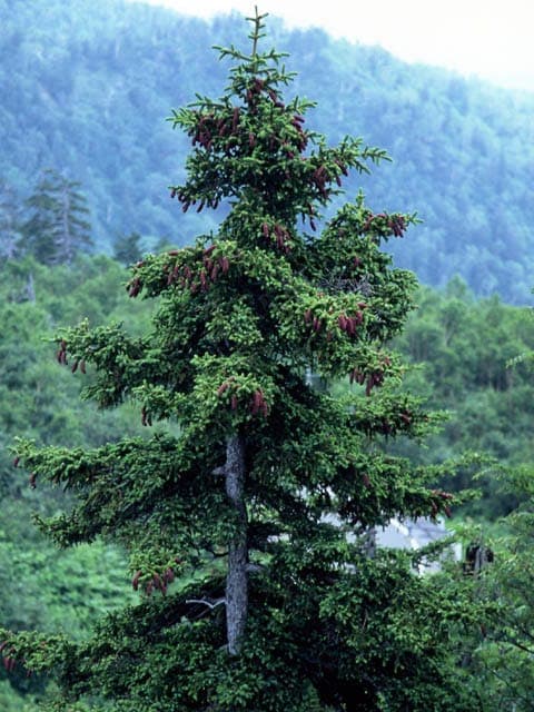 Yeddo Spruce displaying characteristic compact form and dark green needle foliage
