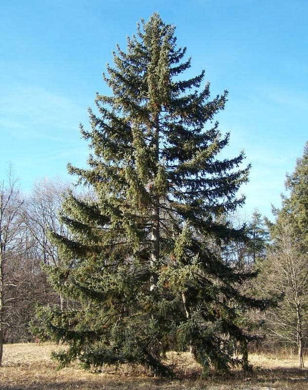 Feuillage vert fonce de Picea koyamae