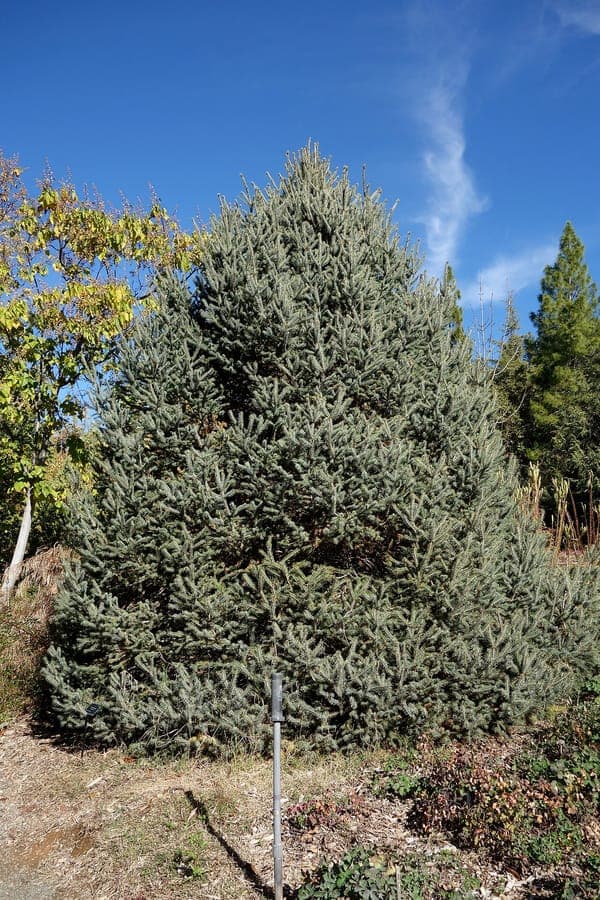 Picea likiangensis - Likiang-Fichte