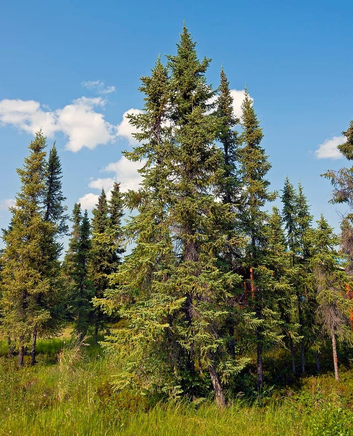 Black spruce tree in winter with dense green needles and narrow conical crown