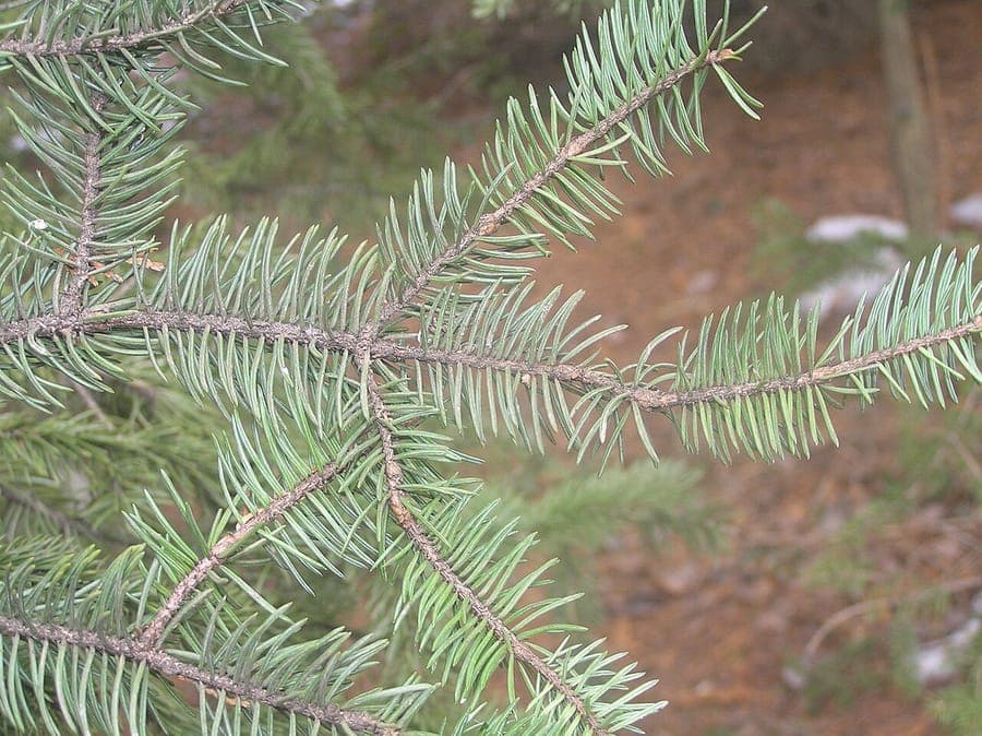 Picea meyeri tree with blue needles