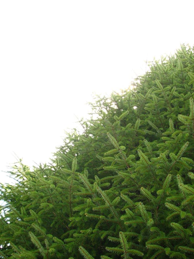 kegels van Picea morrisonicola