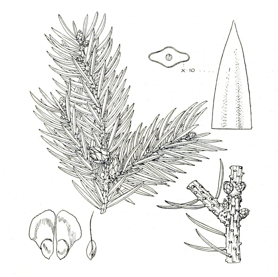 Veitch's Spruce displaying characteristic dark green needles