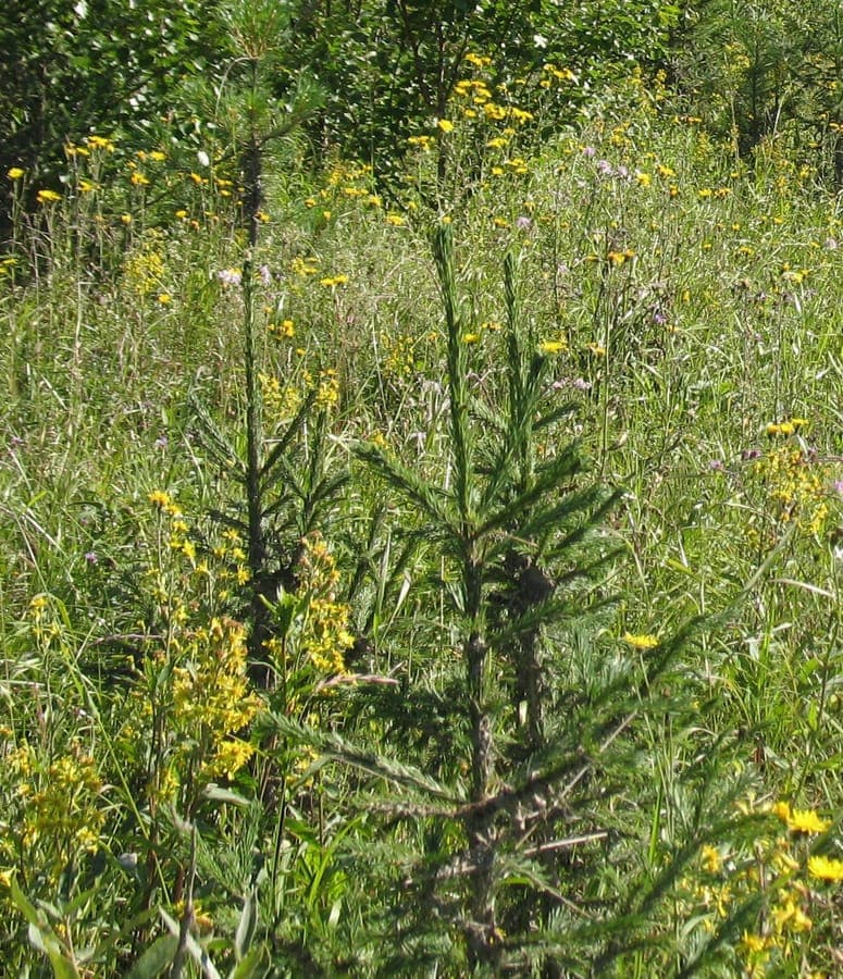 Siberian spruce in snowy forest with drooping branch tips