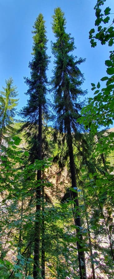 Épicéa de Serbie dans un jardin moderne, avec une forme étroite et des aiguilles vert foncé