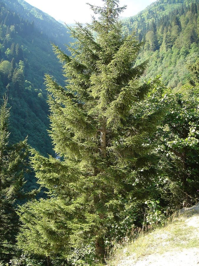 Caucasian spruce in full growth with dense dark green crown in a sunny garden setting