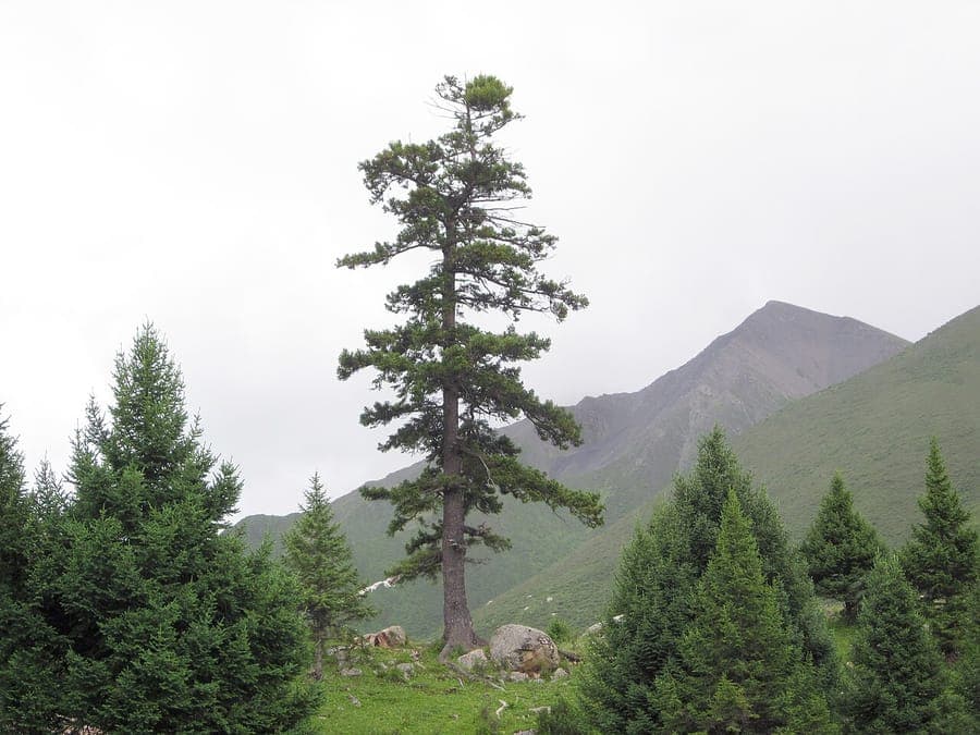 Épicéa pourpre avec feuillage dense en aiguilles et cônes pourpres distinctifs
