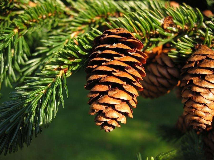 Épinette rouge dans son habitat naturel avec aiguilles vert foncé et forme conique