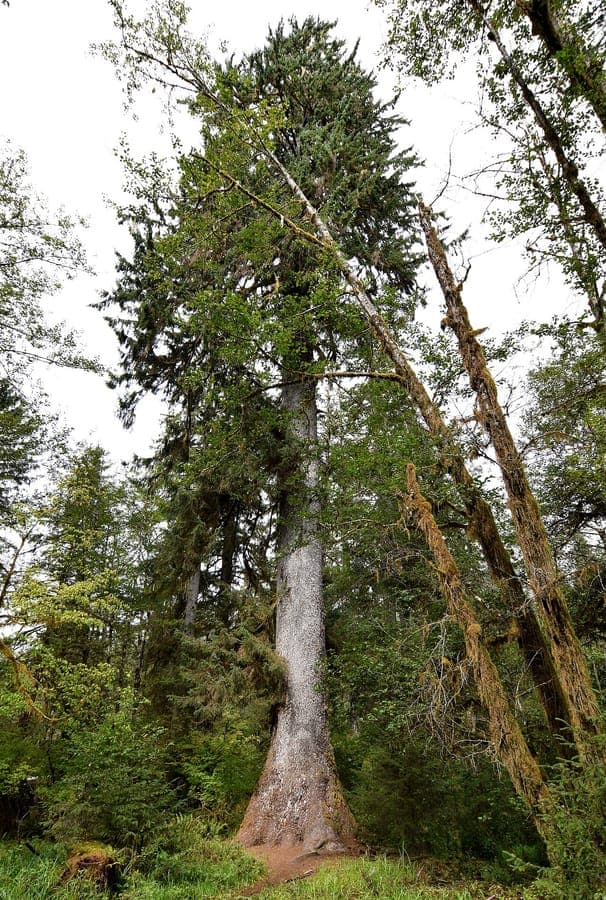 Arbre d'épicéa de Sitka dans son environnement naturel