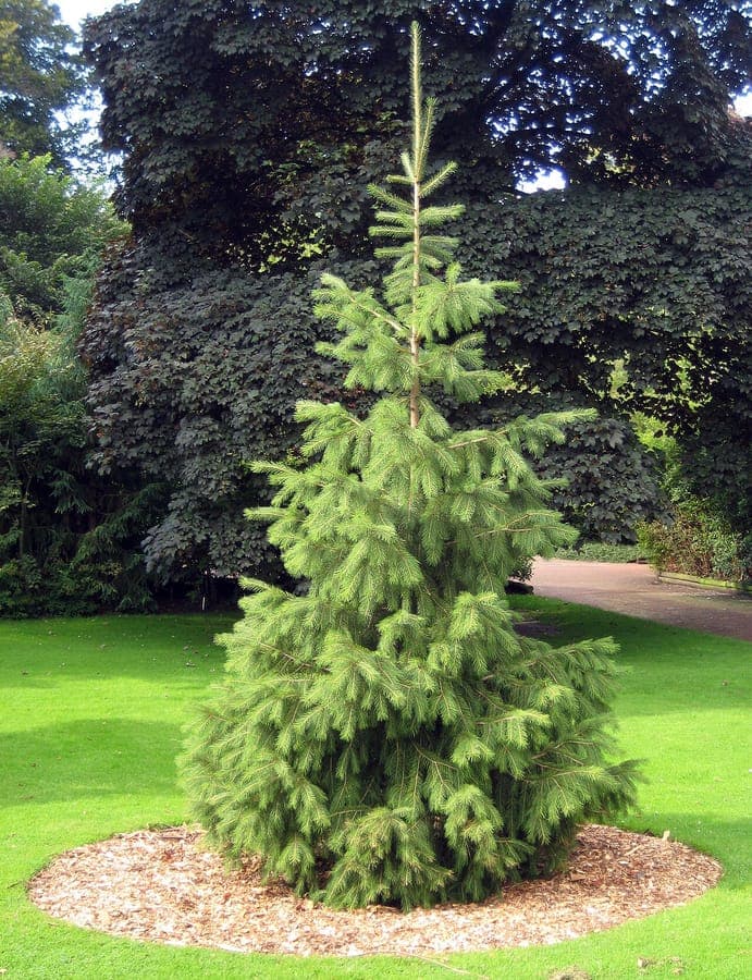 Sapinette de l'Himalaya avec branches tombantes et aiguilles bleutées dans un jardin boisé