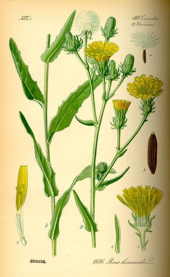 Picride en pleine floraison avec des fleurs jaunes
