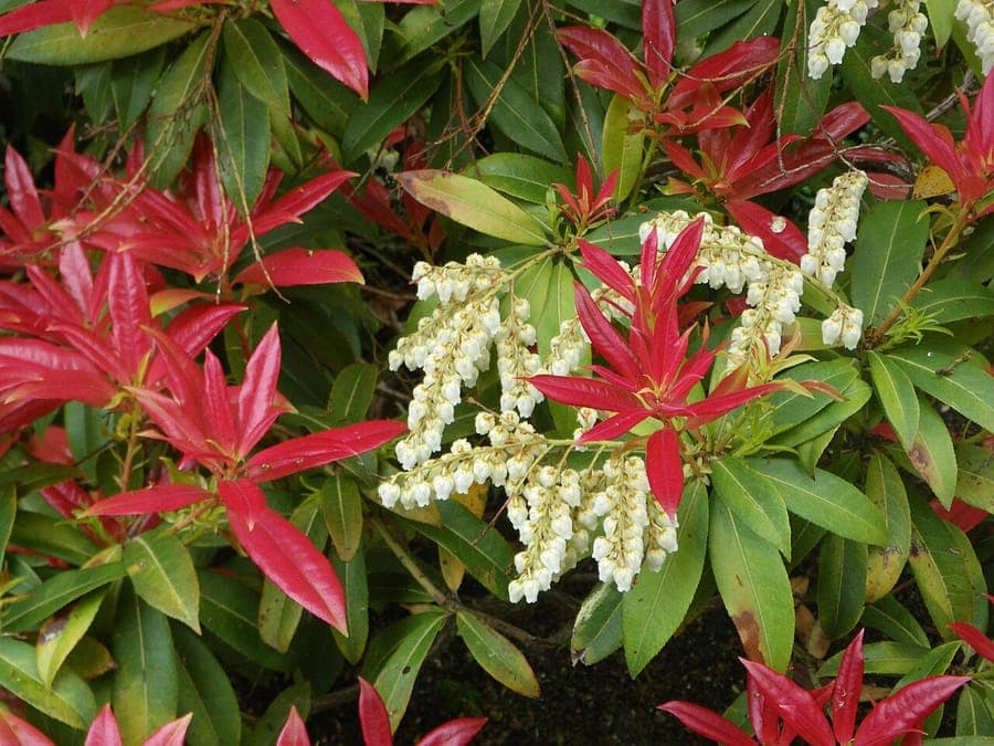 Pieris formosa blooming with white flower clusters in the garden