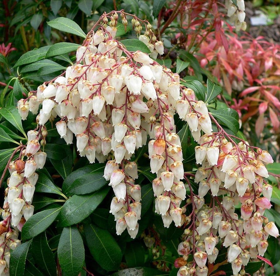 Japanische Lavendelheide (Pieris japonica) in voller Blüte mit jungen, rotbraunen Triebspitzen und weißen Blütentrauben