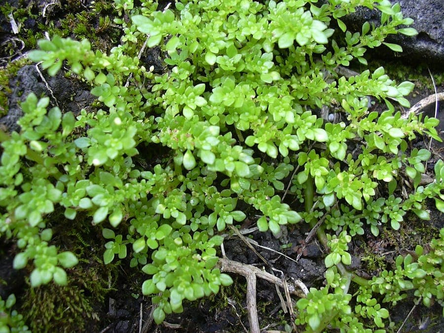 Pilea microphylla plant met fijne bladeren en compacte groei