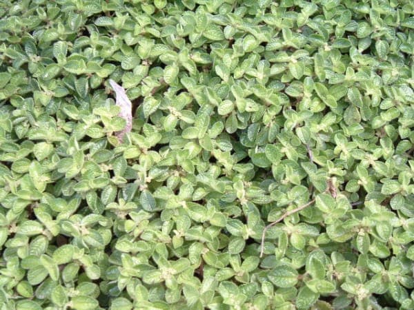 Creeping Charlie with small round coin-shaped leaves and trailing stems