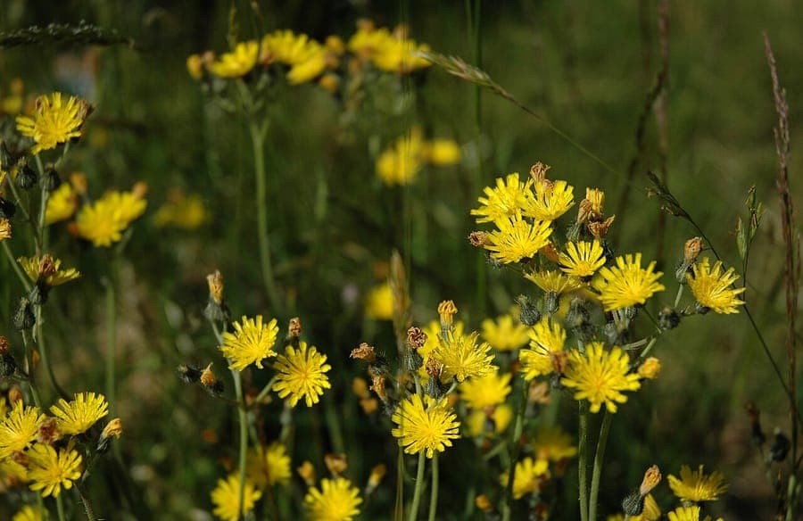 Yellow fox-and-cubs in bloom with bright yellow flowers