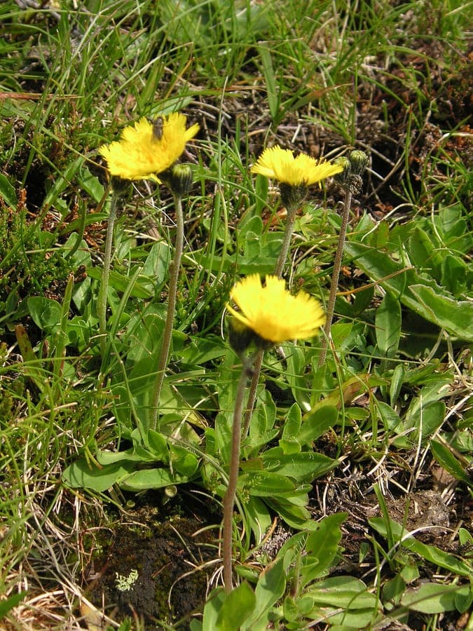 Geöhrtes Habichtskraut mit gelben Blüten