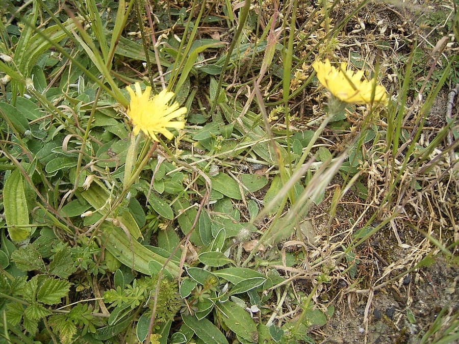 Mausohr-Habichtskraut in voller Blüte