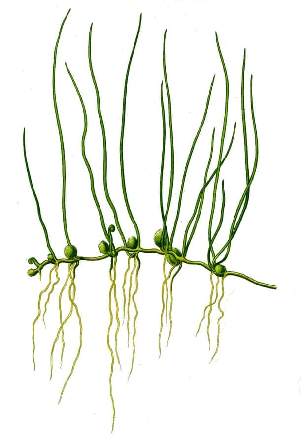 Pillwort growing along waterside with fine fronds
