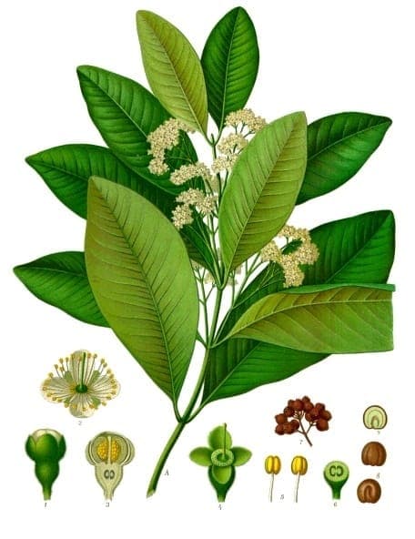 Arbre piment avec feuillage vert et baies brunes aromatiques