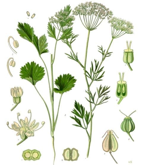 Anise plant with delicate flowers