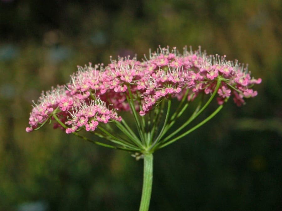 Greater burnet-saxifrage with white flowers
