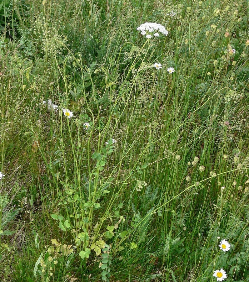 Weiße Blutenklusters der Pimpinella peregrina Pflanze