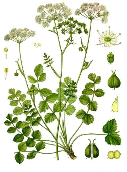 White flowers of Pimpinella saxifraga in bloom