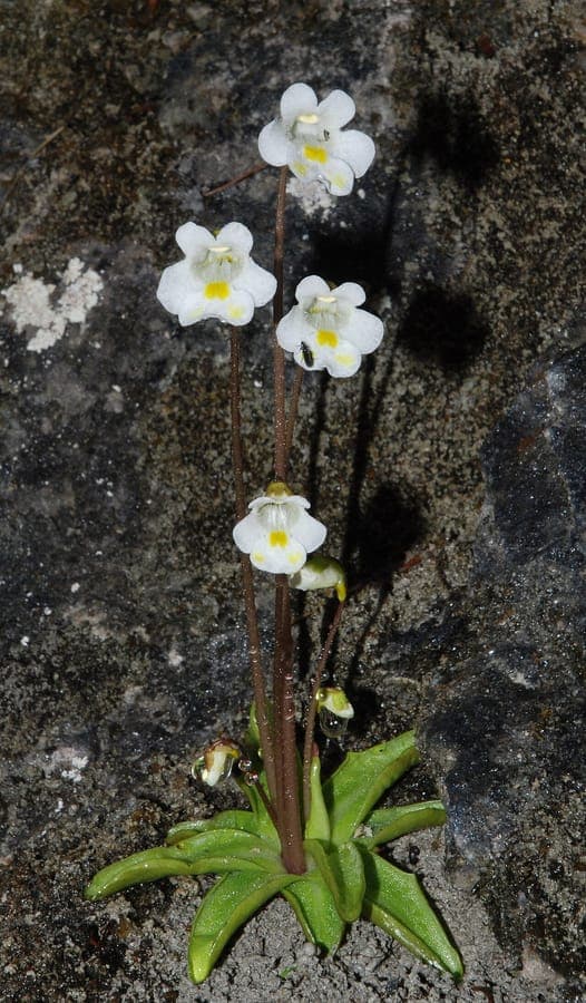 Weißlila Blüten von Pinguicula alpina