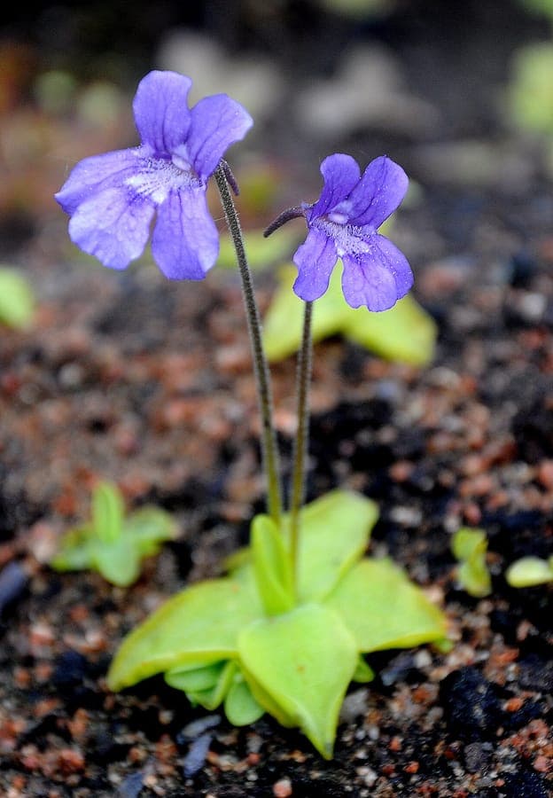 Pinguicula grandiflora mit violetten Bluten im Moor