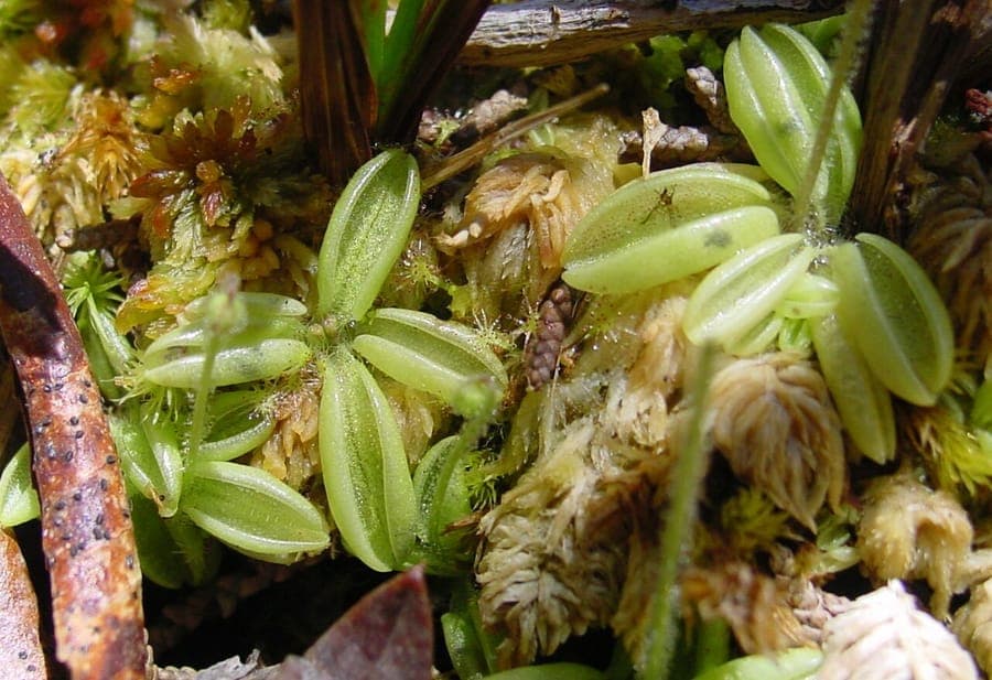 Pinguicula lusitanica mit klebrigen Blättern