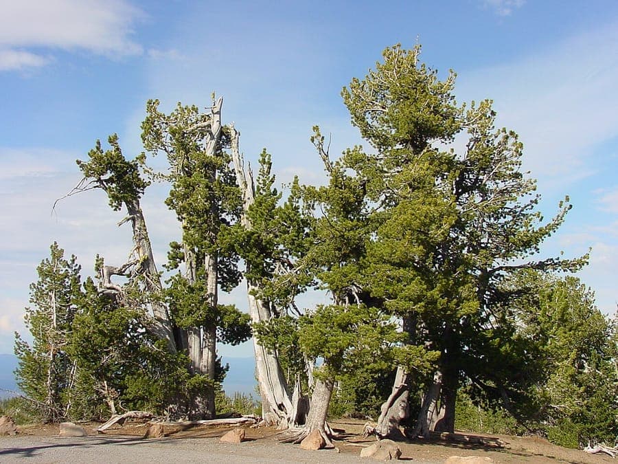 White bark trunk of mature Pinus albicaulis pine tree